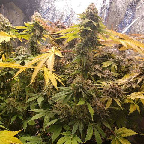 GOG growlog timeline photo