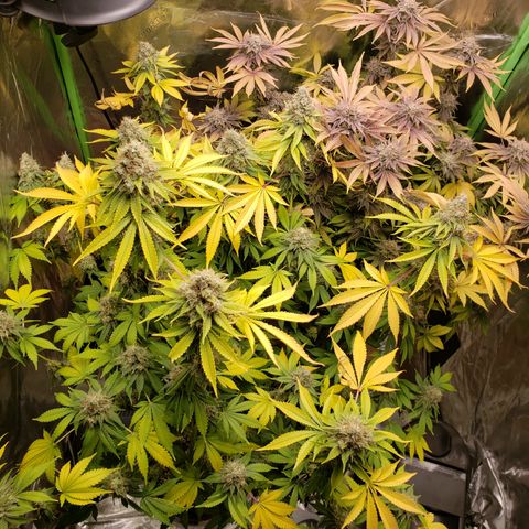 GOG growlog timeline photo