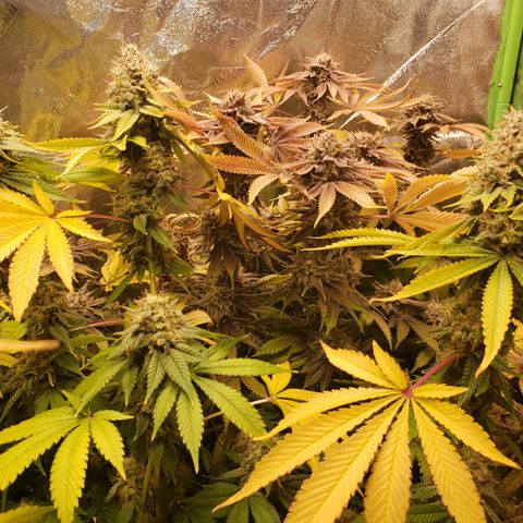 GOG growlog timeline photo