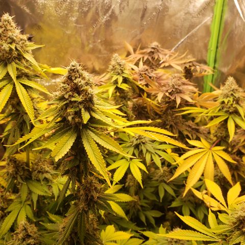 GOG growlog timeline photo