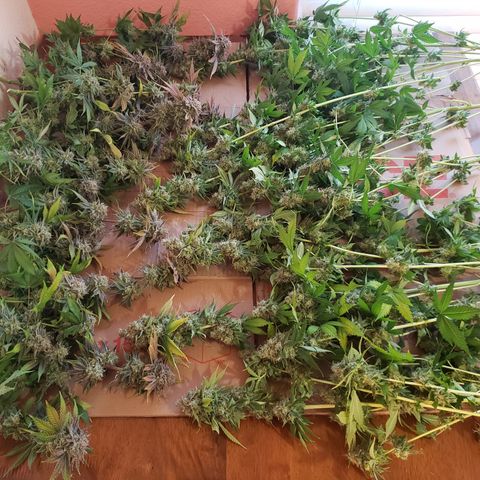 GOG growlog timeline photo