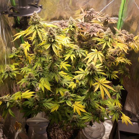 GOG growlog timeline photo