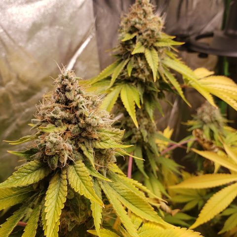 GOG growlog timeline photo