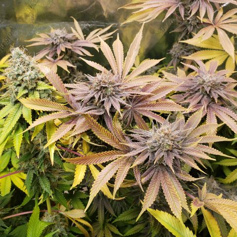 GOG growlog timeline photo