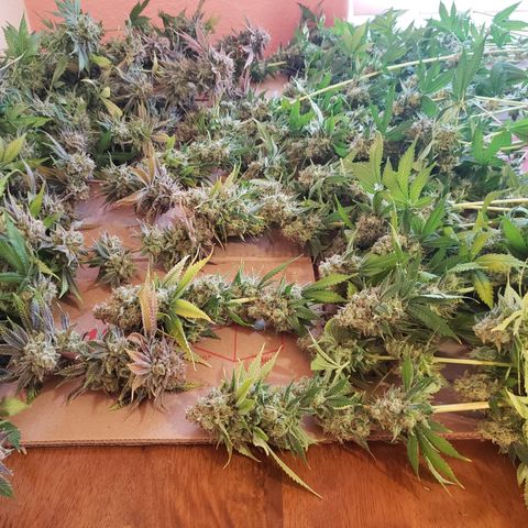 GOG growlog timeline photo
