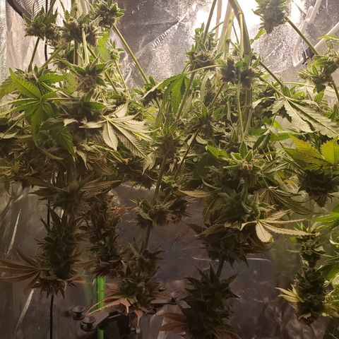 GOG growlog timeline photo