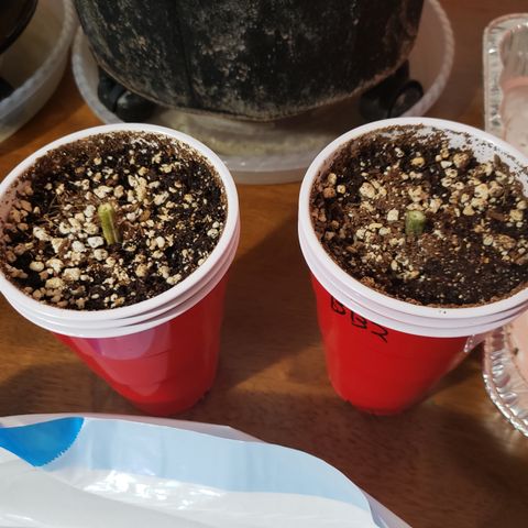 GOG growlog timeline photo