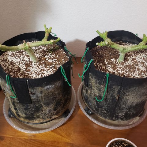 GOG growlog timeline photo