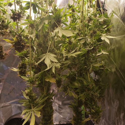 GOG growlog timeline photo