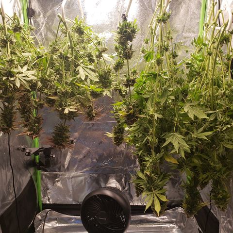 GOG growlog timeline photo