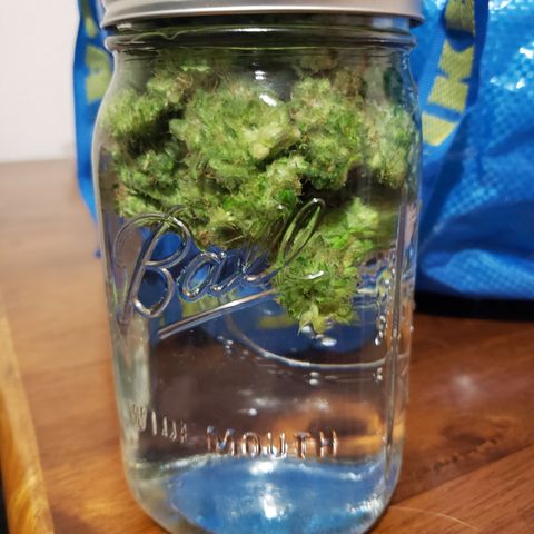 GOG growlog photo: GOG water cure. 36g wet weight, trimmed. 