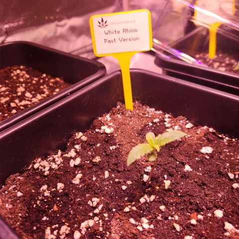 White Rhino Fast Version growlog photo: Transplanted to 5lt pots
With biobizz all mix