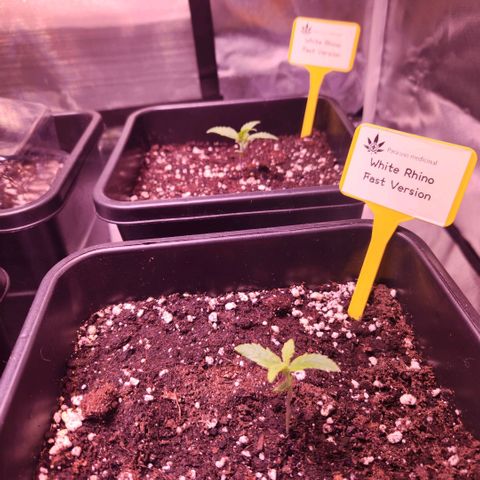 White Rhino Fast Version growlog photo: Transplanted to 5lt pots
With biobizz all mix
