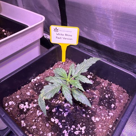 White Rhino Fast Version growlog photo: Very healthy, one of them has a strange curly leaf, maybe overdose of root juice