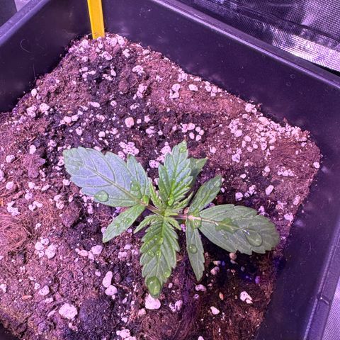 White Rhino Fast Version growlog photo: Very healthy, one of them has a strange curly leaf, maybe overdose of root juice