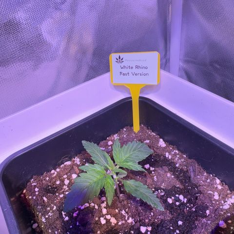 White Rhino Fast Version growlog photo: Very healthy, one of them has a strange curly leaf, maybe overdose of root juice