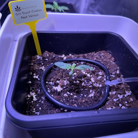 Girl Scout Cookies Fast Version growlog photo: Seedlings looking great