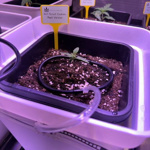 Girl Scout Cookies Fast Version growlog photo: Seedlings looking great