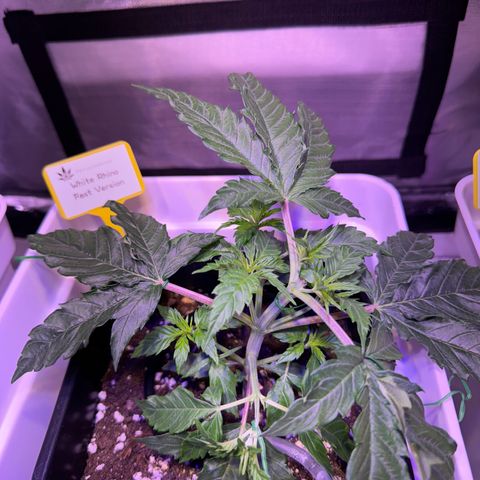 White Rhino Fast Version growlog photo: Topping on 4 node and start to LST