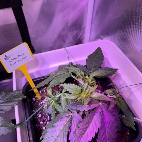 White Rhino Fast Version growlog photo: Topping on 4 node and start to LST