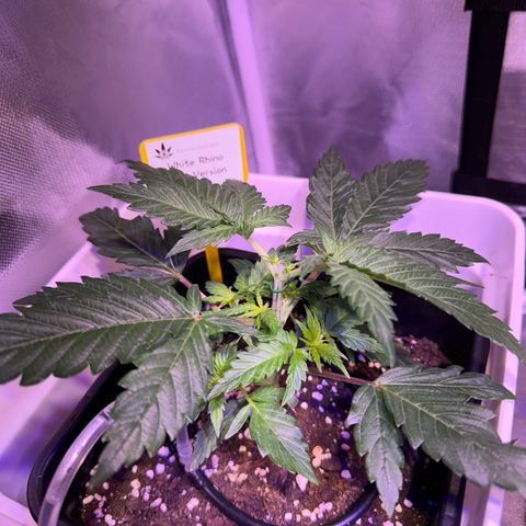 White Rhino Fast Version growlog photo: Topping on 4 node and start to LST