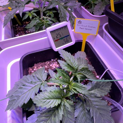 Girl Scout Cookies Fast Version growlog photo: One of them is rare, maybe it has a mutation, idk maybe is a deficiency but i dont think so