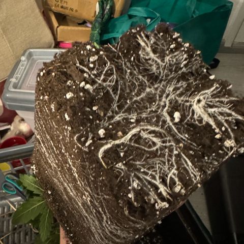 Girl Scout Cookies Fast Version growlog timeline photo
