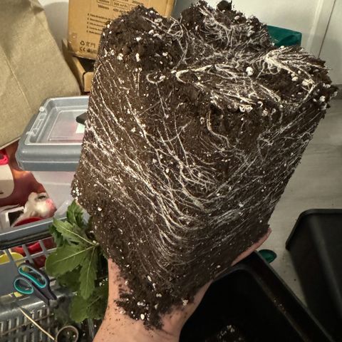 Girl Scout Cookies Fast Version growlog timeline photo