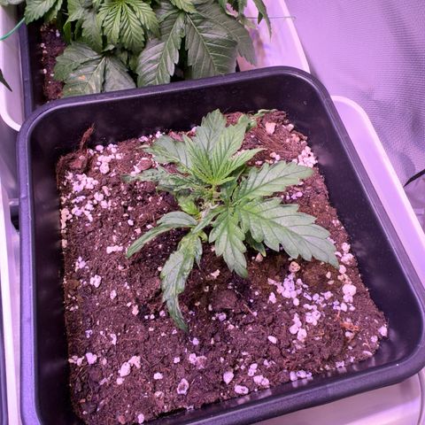 Recovery CBD growlog timeline photo