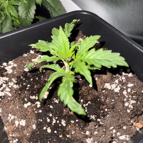 Recovery CBD growlog timeline photo