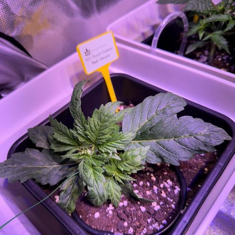 Girl Scout Cookies Fast Version growlog timeline photo