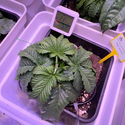 Girl Scout Cookies Fast Version growlog timeline photo