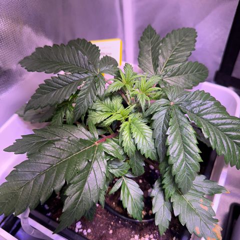 White Rhino Fast Version growlog timeline photo