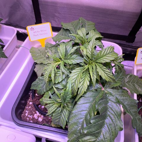 White Rhino Fast Version growlog timeline photo