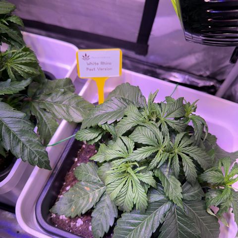 White Rhino Fast Version growlog timeline photo