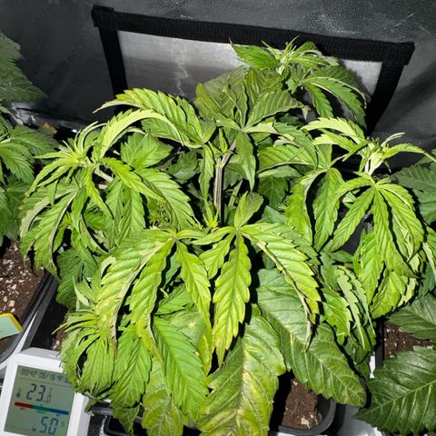 White Rhino Fast Version growlog photo: 2 of them looking nice, saddly one of them has some deficiencies