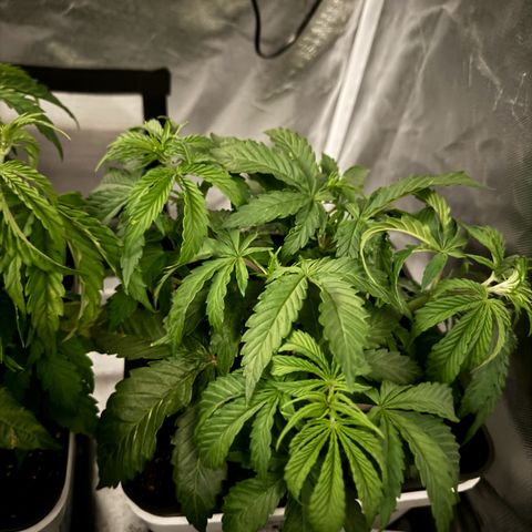 White Rhino Fast Version growlog photo: 2 of them looking nice, saddly one of them has some deficiencies