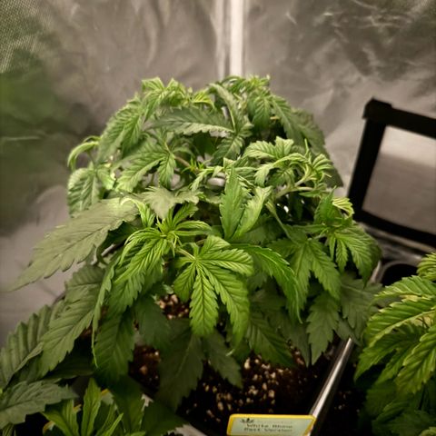 White Rhino Fast Version growlog photo: 2 of them looking nice, saddly one of them has some deficiencies