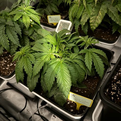 Girl Scout Cookies Fast Version growlog photo: The two looks pretty healthy!! I added some cal mag, Nitrogen and phosphorus a couple days ago 