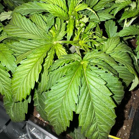 Girl Scout Cookies Fast Version growlog photo: The two looks pretty healthy!! I added some cal mag, Nitrogen and phosphorus a couple days ago 