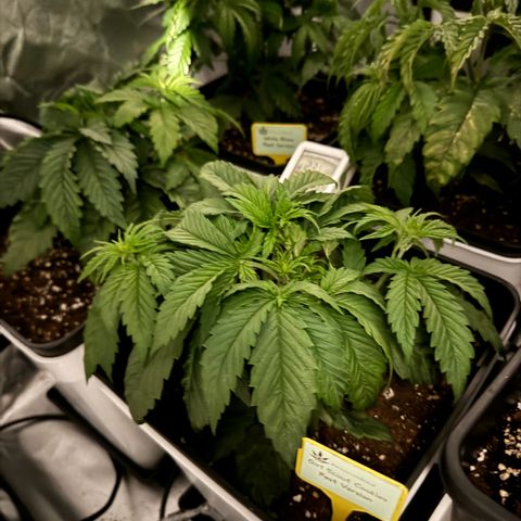Girl Scout Cookies Fast Version growlog photo: The two looks pretty healthy!! I added some cal mag, Nitrogen and phosphorus a couple days ago 