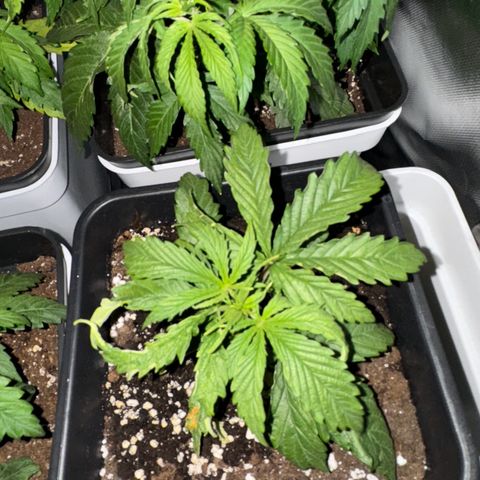 Recovery CBD growlog photo: Looks healthy, just has a ph fluctuation burn on one of their first leaves, but was fixed time ago