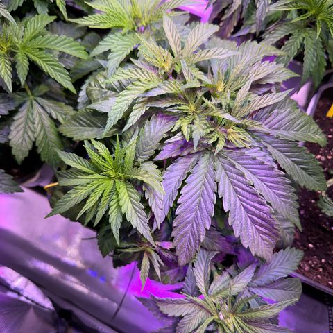 Girl Scout Cookies Fast Version growlog timeline photo