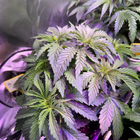 Girl Scout Cookies Fast Version growlog timeline photo