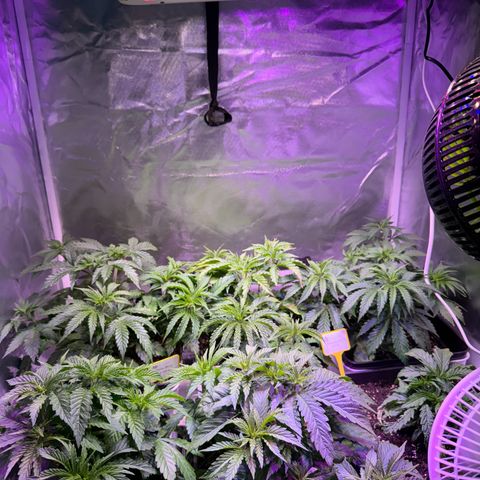 Girl Scout Cookies Fast Version growlog timeline photo