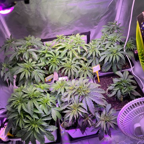 Girl Scout Cookies Fast Version growlog timeline photo