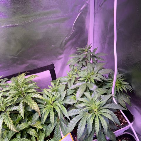 White Rhino Fast Version growlog timeline photo