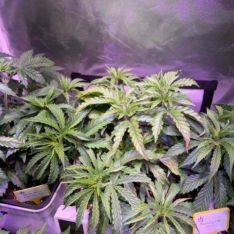 White Rhino Fast Version growlog timeline photo