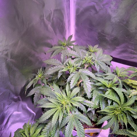 White Rhino Fast Version growlog timeline photo