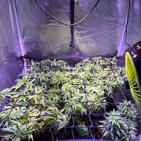 Girl Scout Cookies Fast Version growlog timeline photo